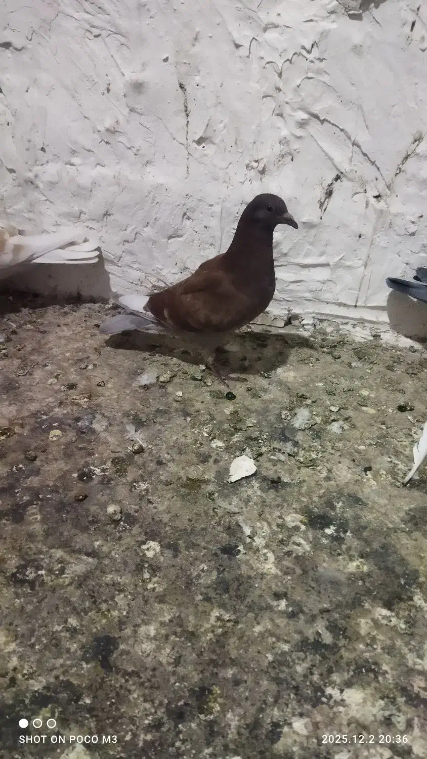 انواع پلاکی|پرنده|یاسوج, |دیوار