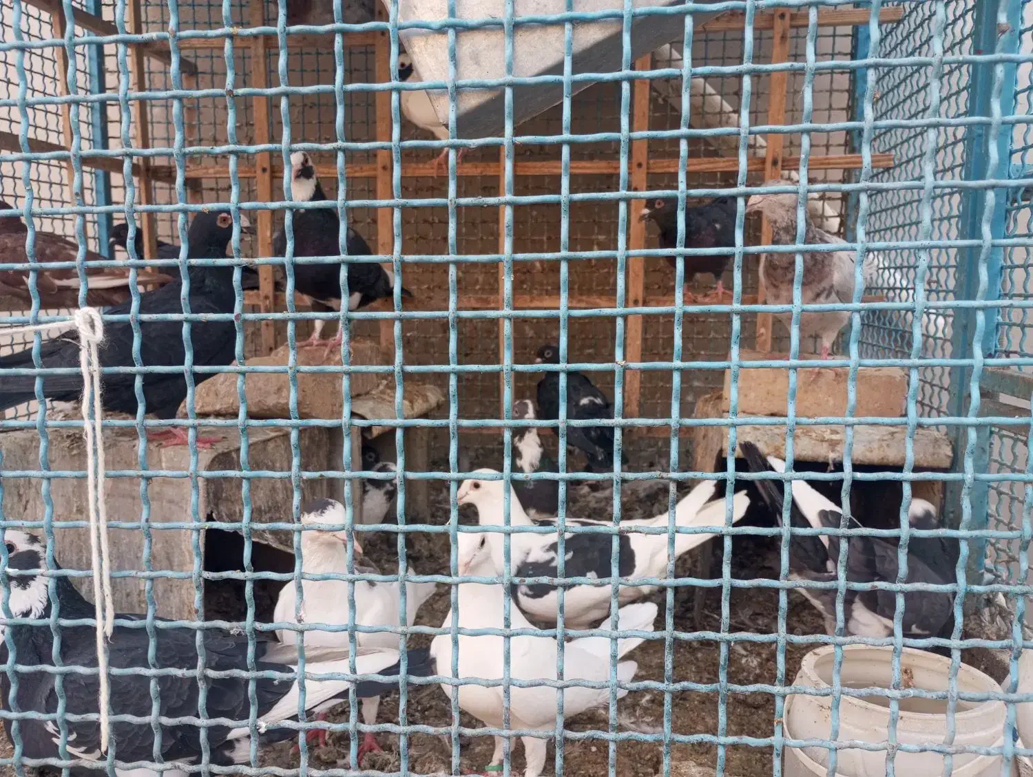 کبوتر فروشی|پرنده|خوسف, |دیوار