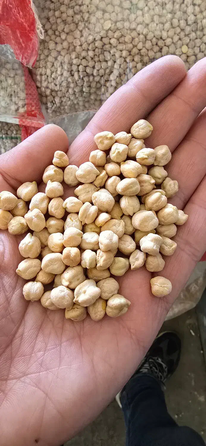 نخود سه خان درجه ۱|عمدهفروشی|نهاوند, |دیوار