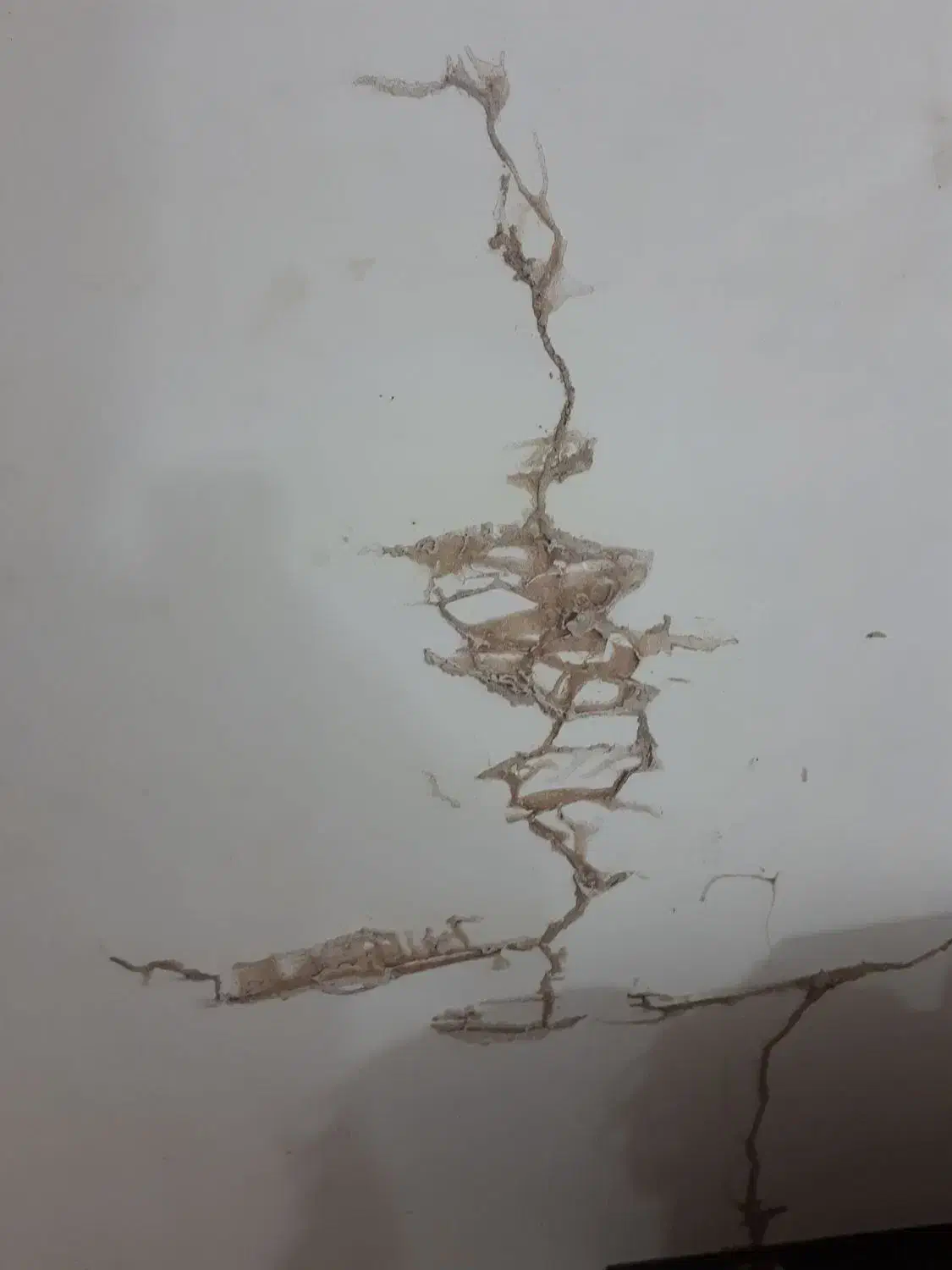 سمپاشی وموریانه زدایی باضمانت نامه کتبی|خدمات نظافت|امیدیه, |دیوار