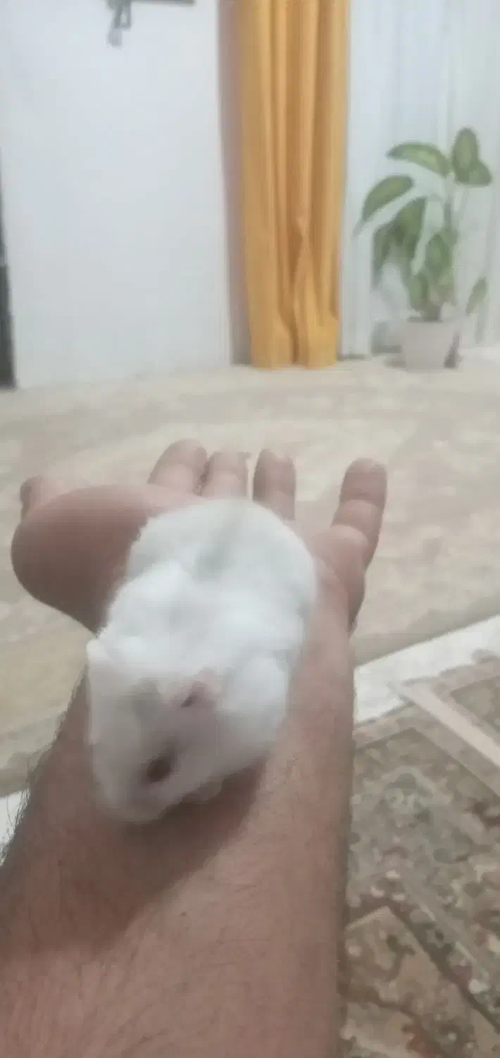 همستر سفید رام|موش و خرگوش|قائمشهر, |دیوار