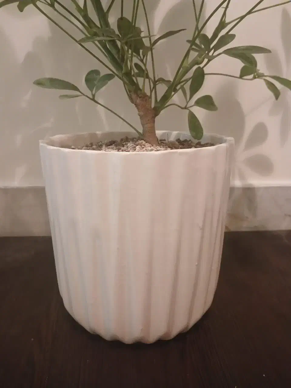 گل طبیعی شفلرا با گلدون سرامیکی کادوی روز مادر|گل و گیاه طبیعی|تهران, علم و صنعت|دیوار