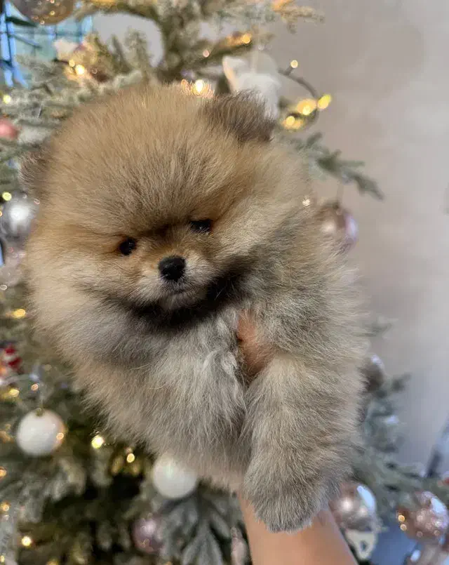 توله سگ پامرانین خرسی|سگ|تهران, صادقیه|دیوار