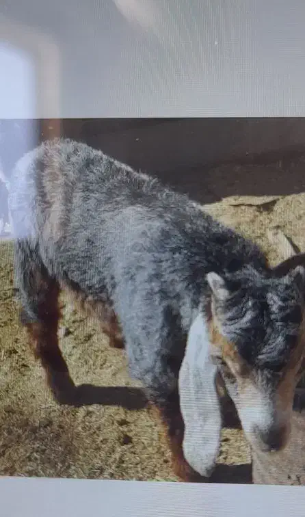 یک عددبزگم شده|حیوانات|ایلام, |دیوار