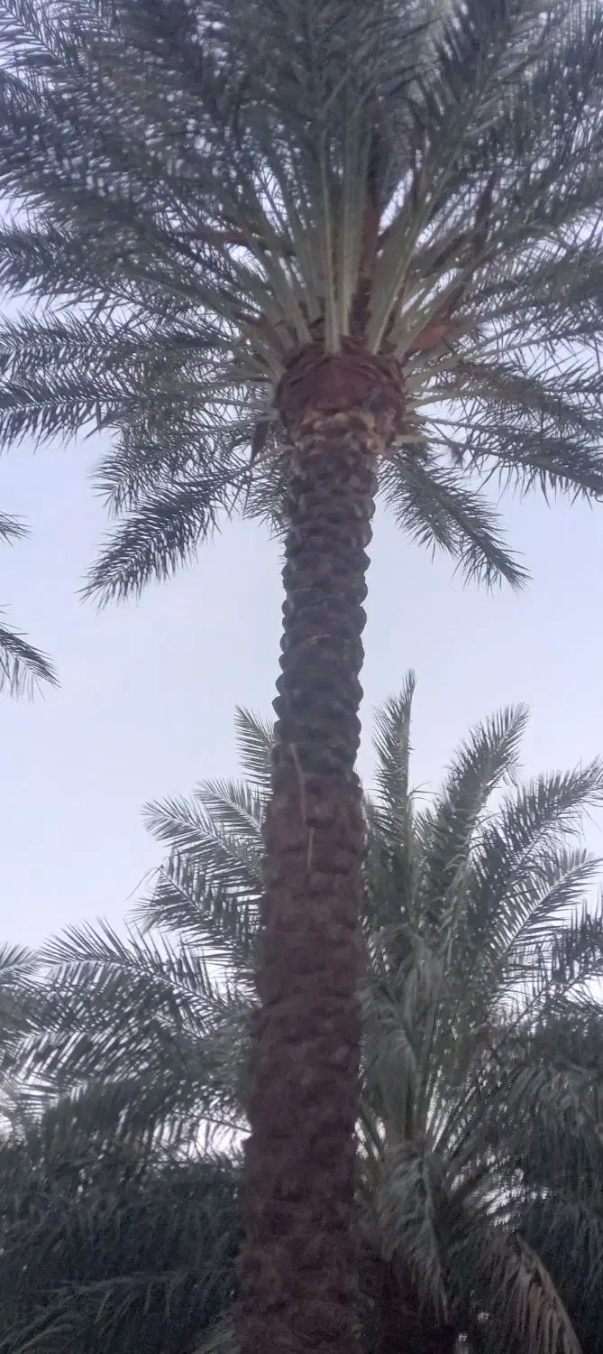 درخت گرازی انجام میشود هرتعداد که باشن|خدمات باغبانی و درختکاری|بم, |دیوار