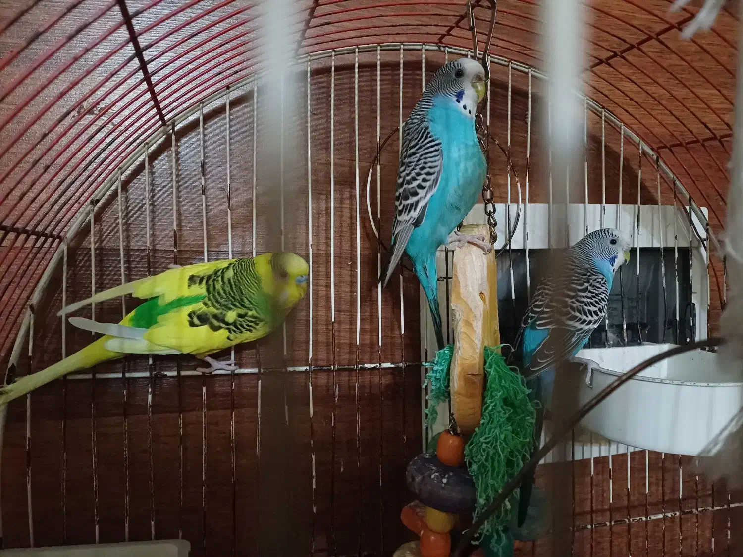 مرغ عشق|پرنده|محمدشهر, همایون ویلا|دیوار