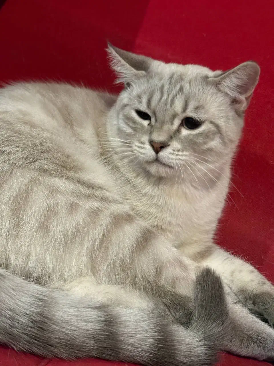 گربه میکس رگدال و بریتیش|گربه|کرج, مصباح|دیوار