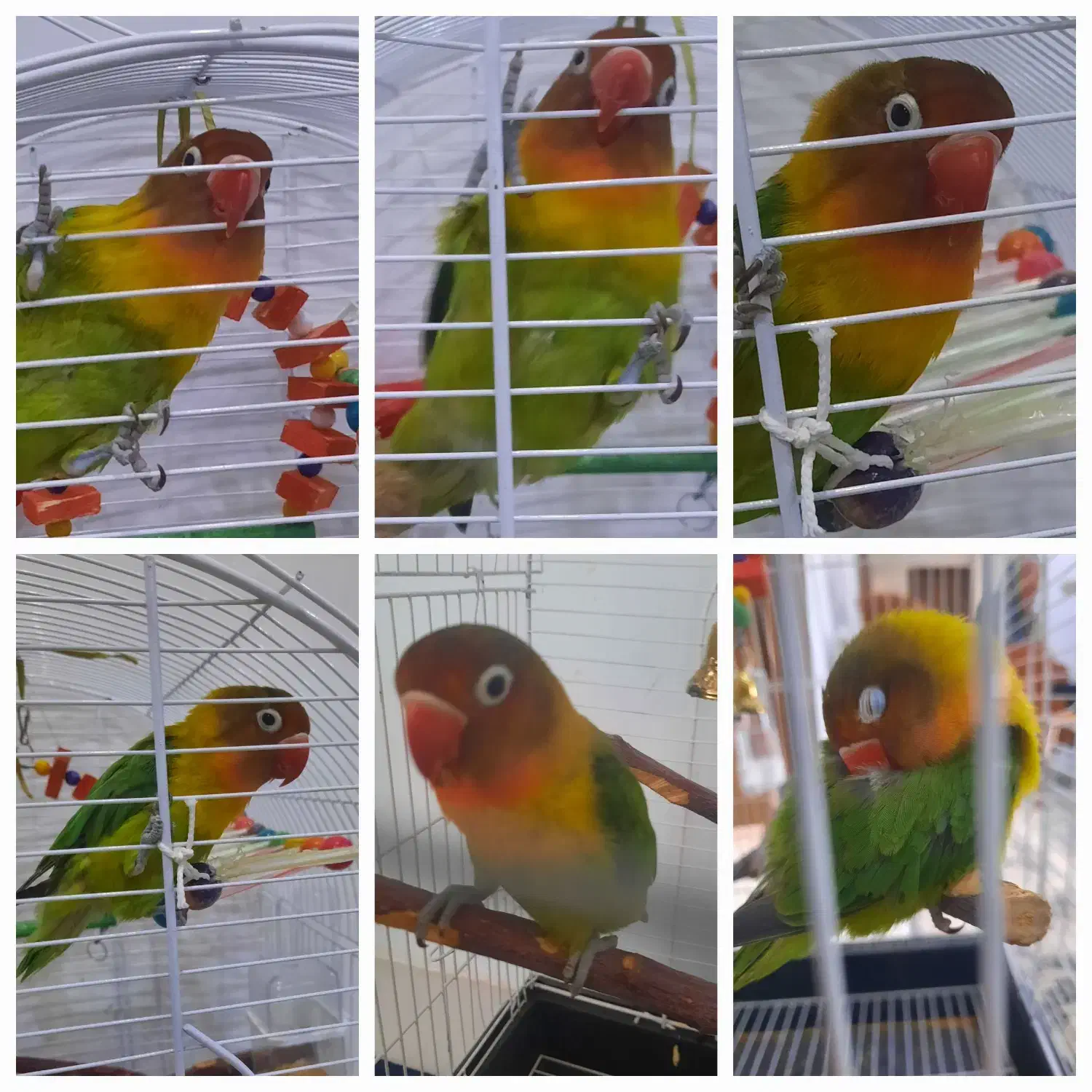 گمشده|حیوانات|قوچان, |دیوار