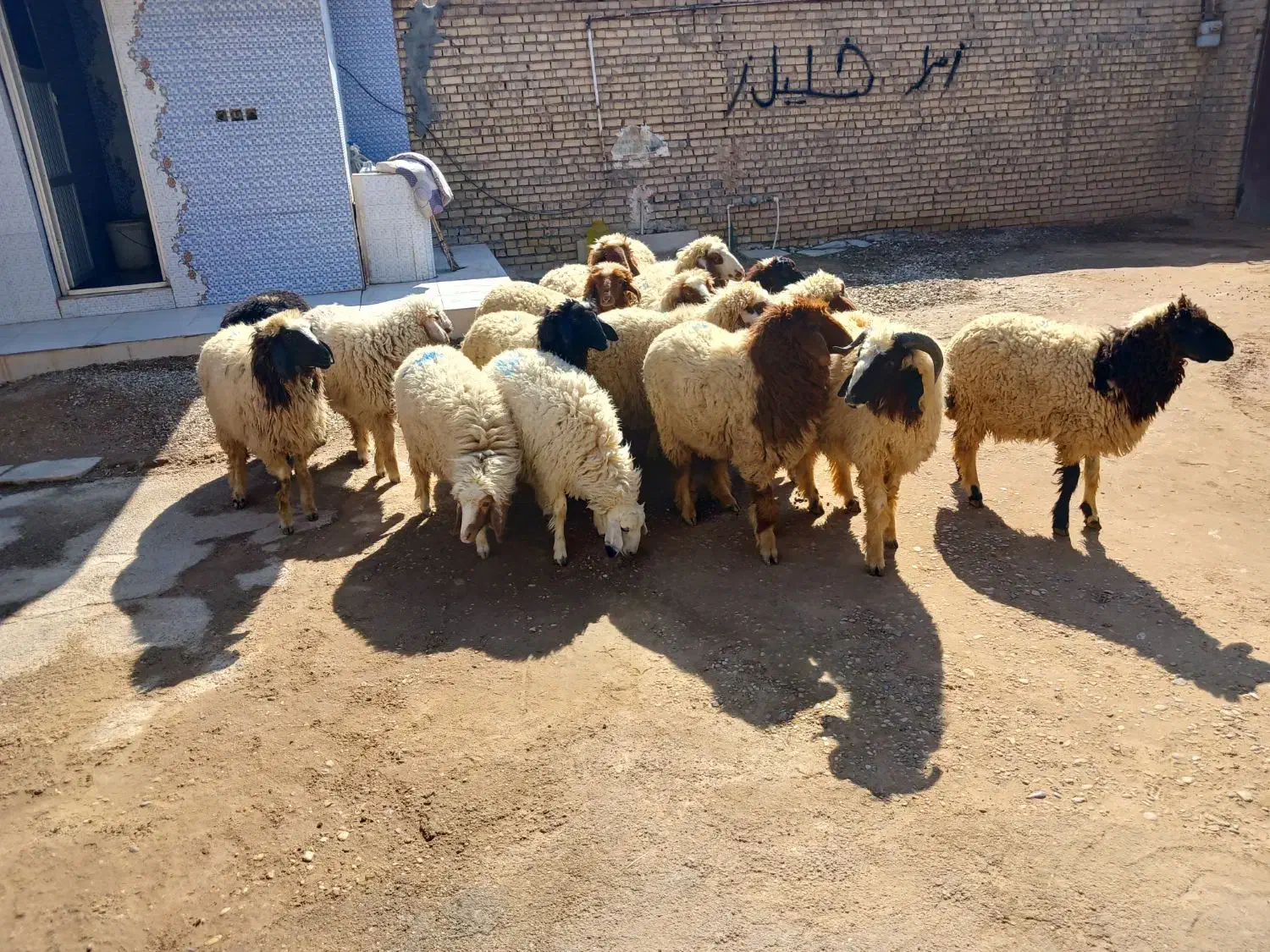 بره همشون عراقی|حیوانات مزرعه|اهواز, شریعتی جنوبی|دیوار