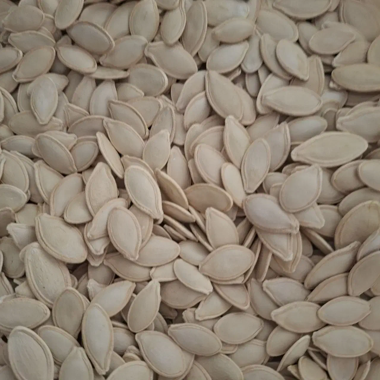 تخمه کدو اعلاء خام|خوردنی و آشامیدنی|قم, شاه سید علی|دیوار