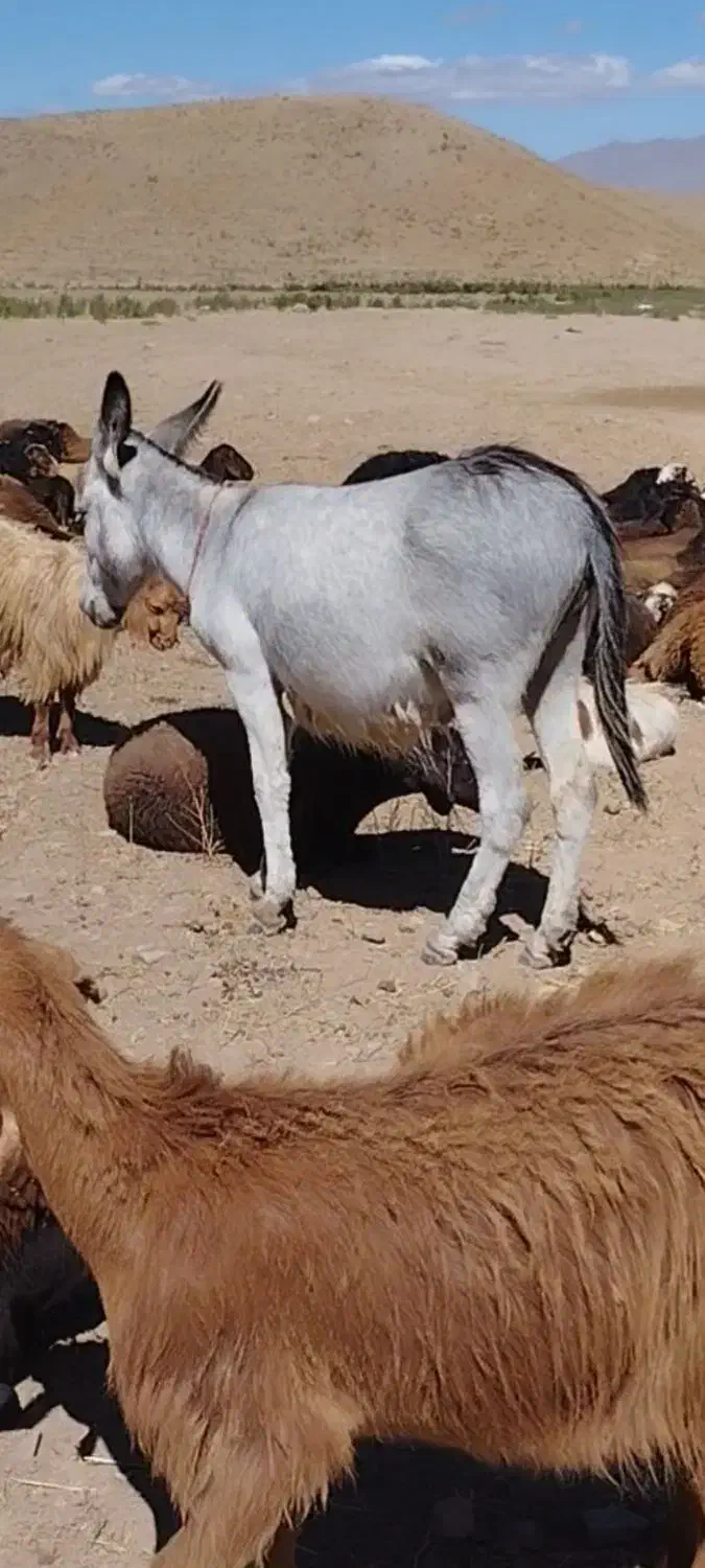 کُره الاغ ماده.خیلی چاغ|حیوانات مزرعه|تبریز, |دیوار