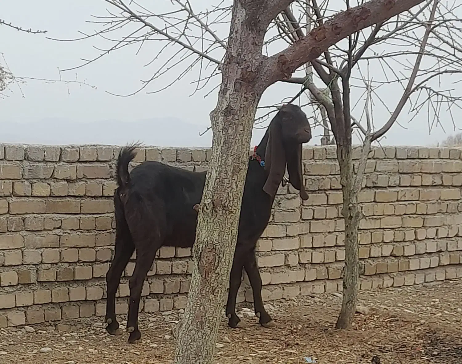 بز غاله نجدی|حیوانات مزرعه|بروجرد, |دیوار