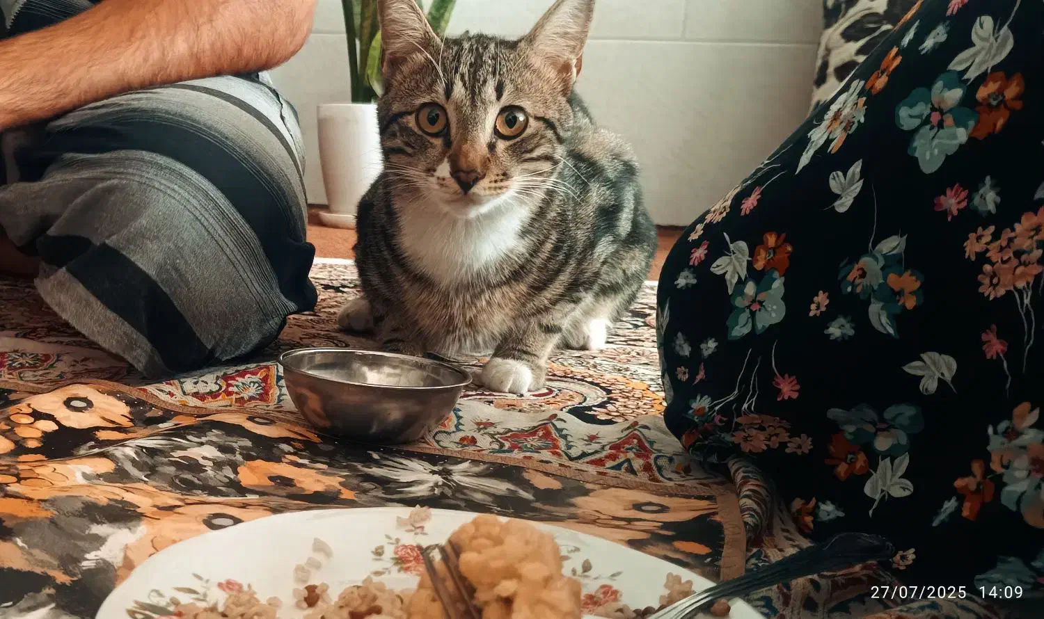 واگذاری گربه خانگی|گربه|تایباد, |دیوار