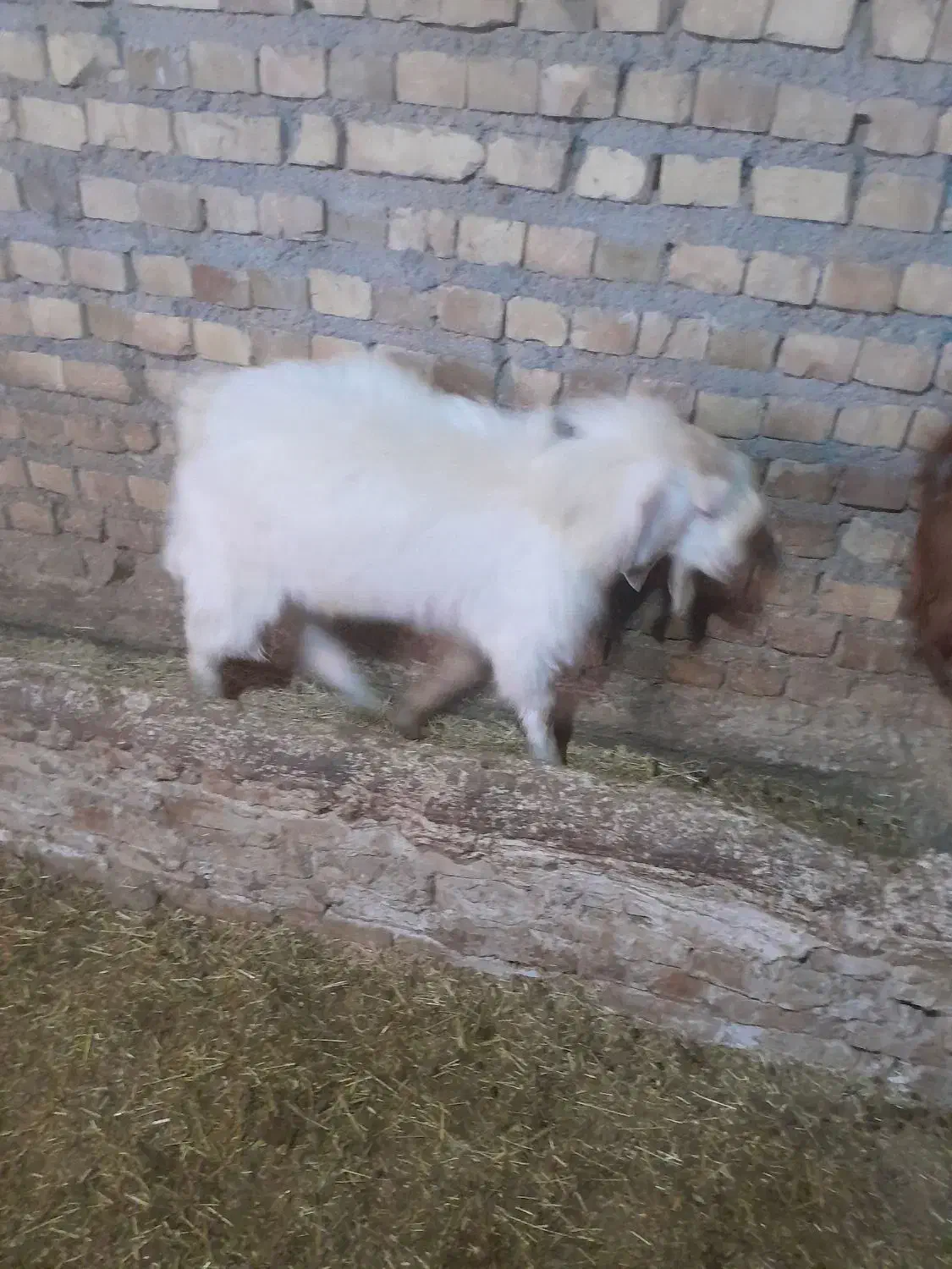 بزغاله نر ۳ عدد|حیوانات مزرعه|تایباد, |دیوار