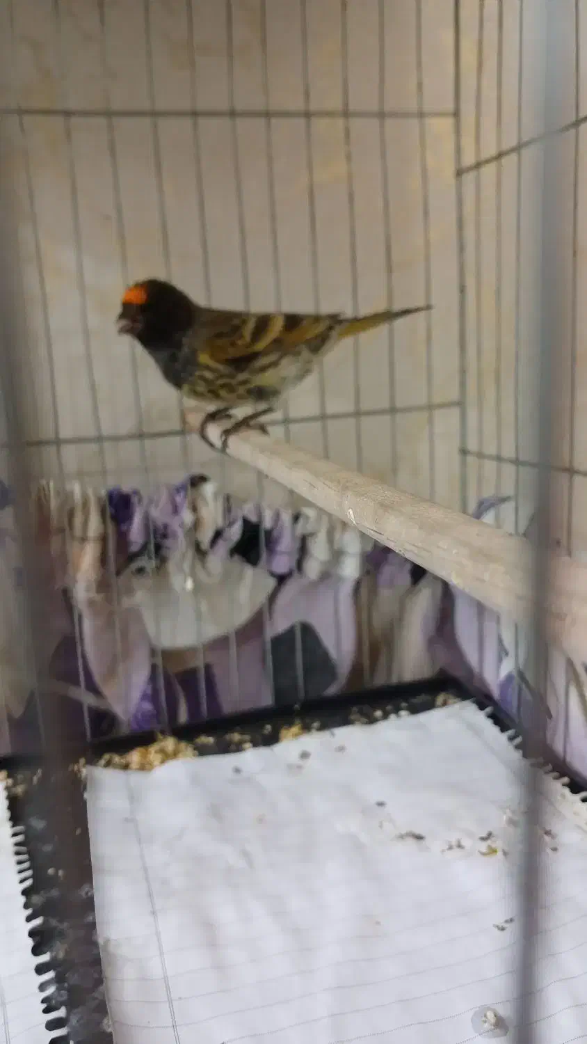 گلبسر.سهره.قناری|پرنده|تهران, جوادیه|دیوار