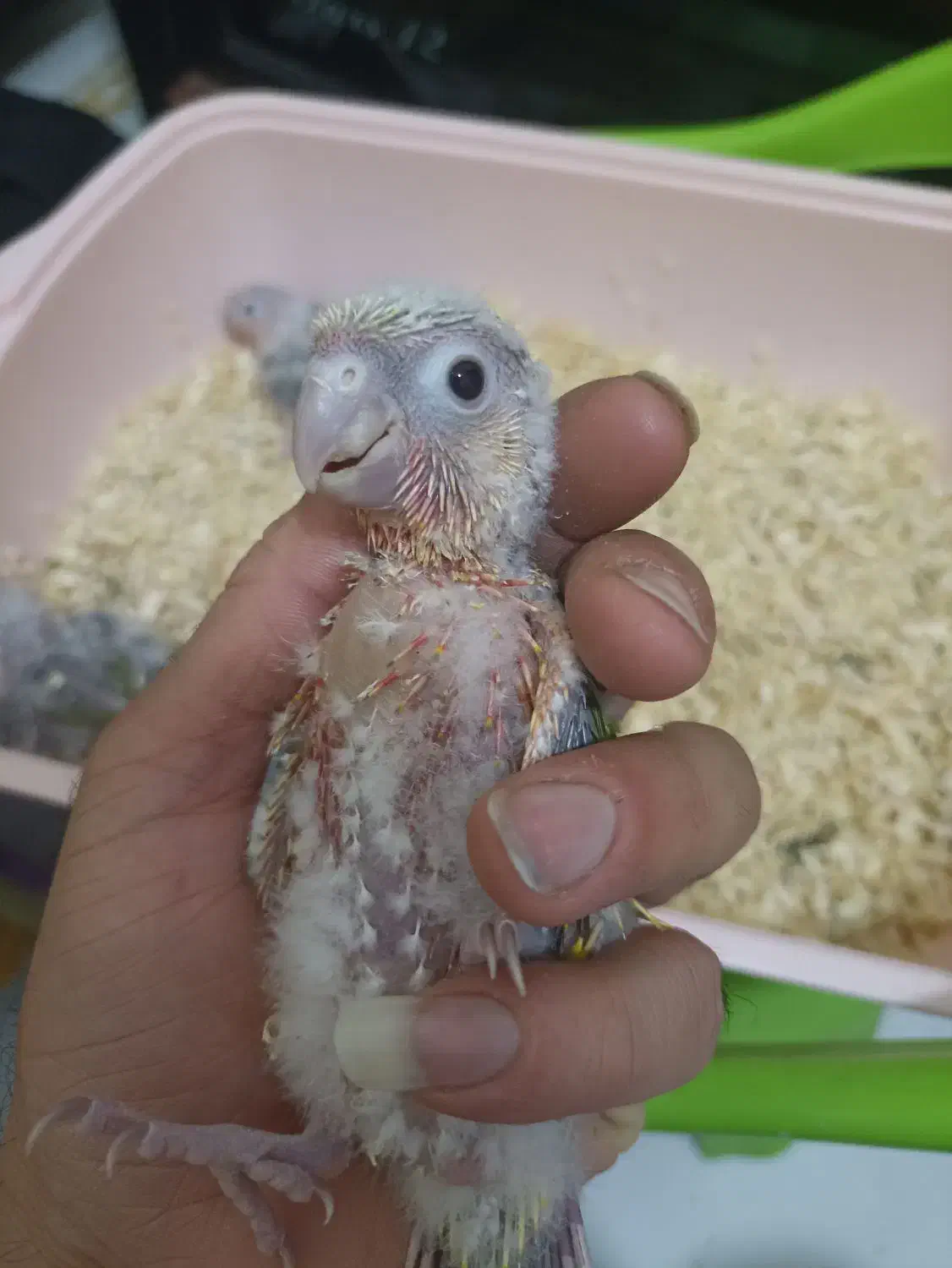 گرینچیک آناناسی اکستریم رد|پرنده|مشهد, شهید جنگی|دیوار