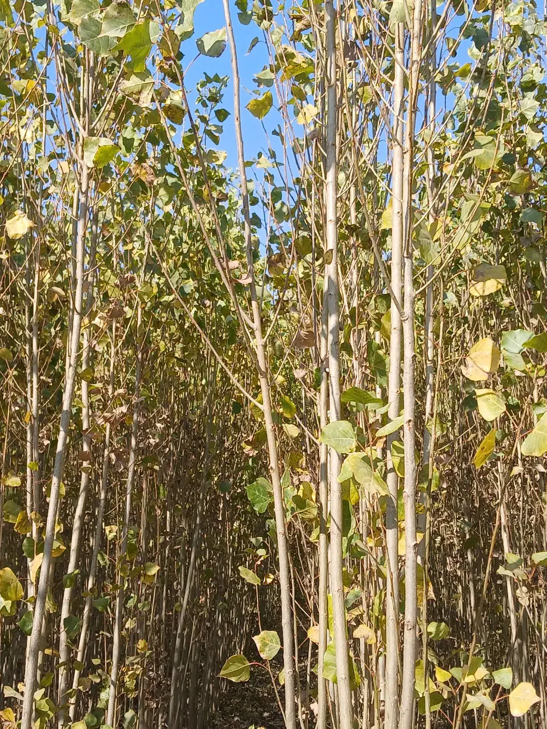 فروش نهالستان صنوبر درجه یک.|عمدهفروشی|میاندوآب, |دیوار