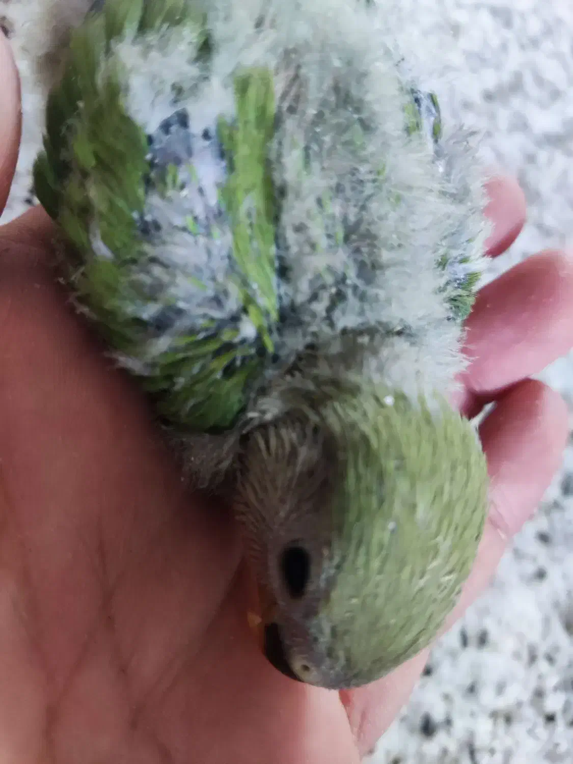 طوطی برزیلی|پرنده|جهرم, |دیوار