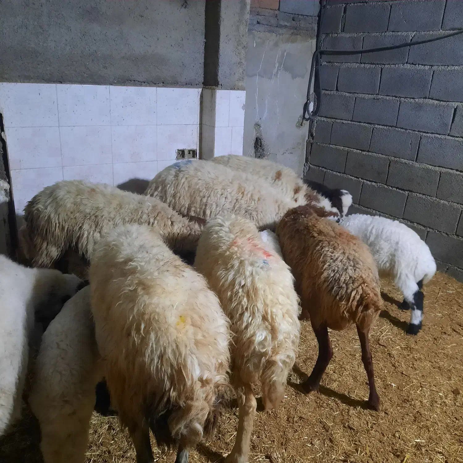 میش وبره|حیوانات مزرعه|ملکشاهی, |دیوار