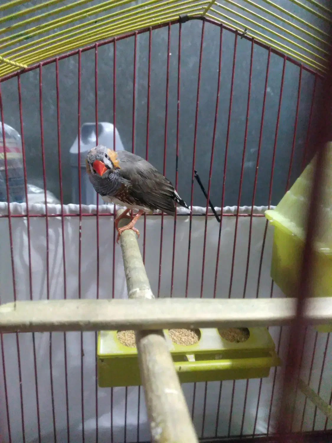 فنچ نر کینگ|پرنده|کرج, شاهین‌ویلا|دیوار