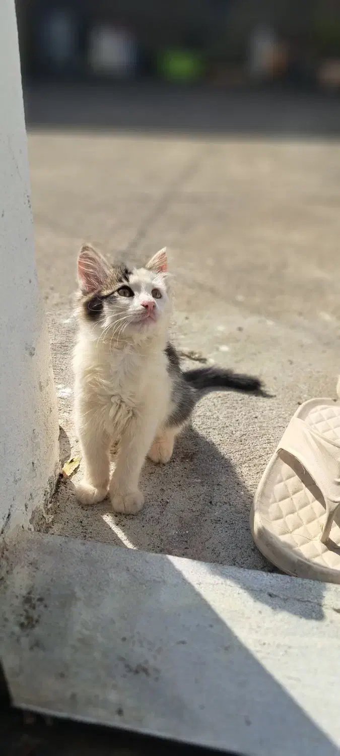 بچه گربه دیش ۳ماهه|گربه|بندر انزلی, معلم|دیوار