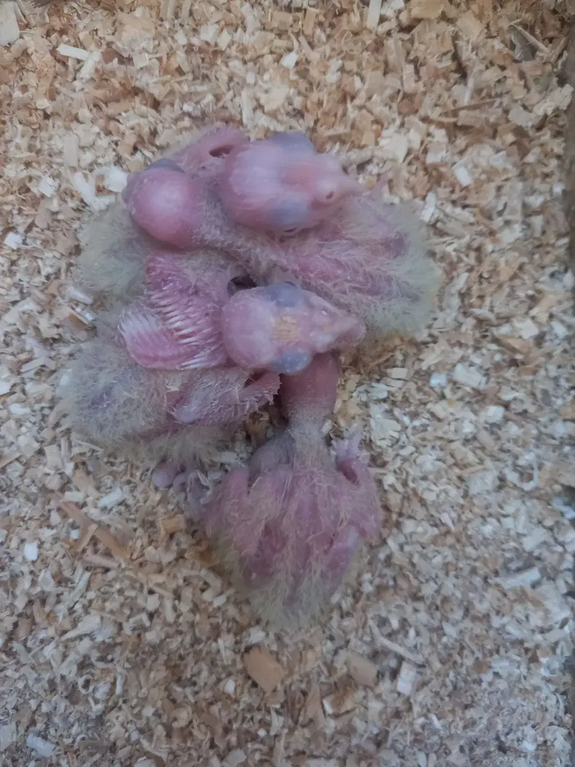 ۵عدد جوجه سرلاکی عروس هلندی ۲۵ روزه و ۱۵ روزه|پرنده|مرودشت, فیروزی|دیوار