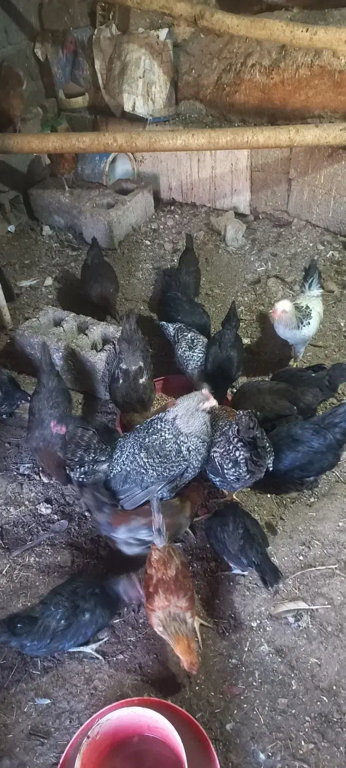 مرغ|حیوانات مزرعه|پاوه, |دیوار