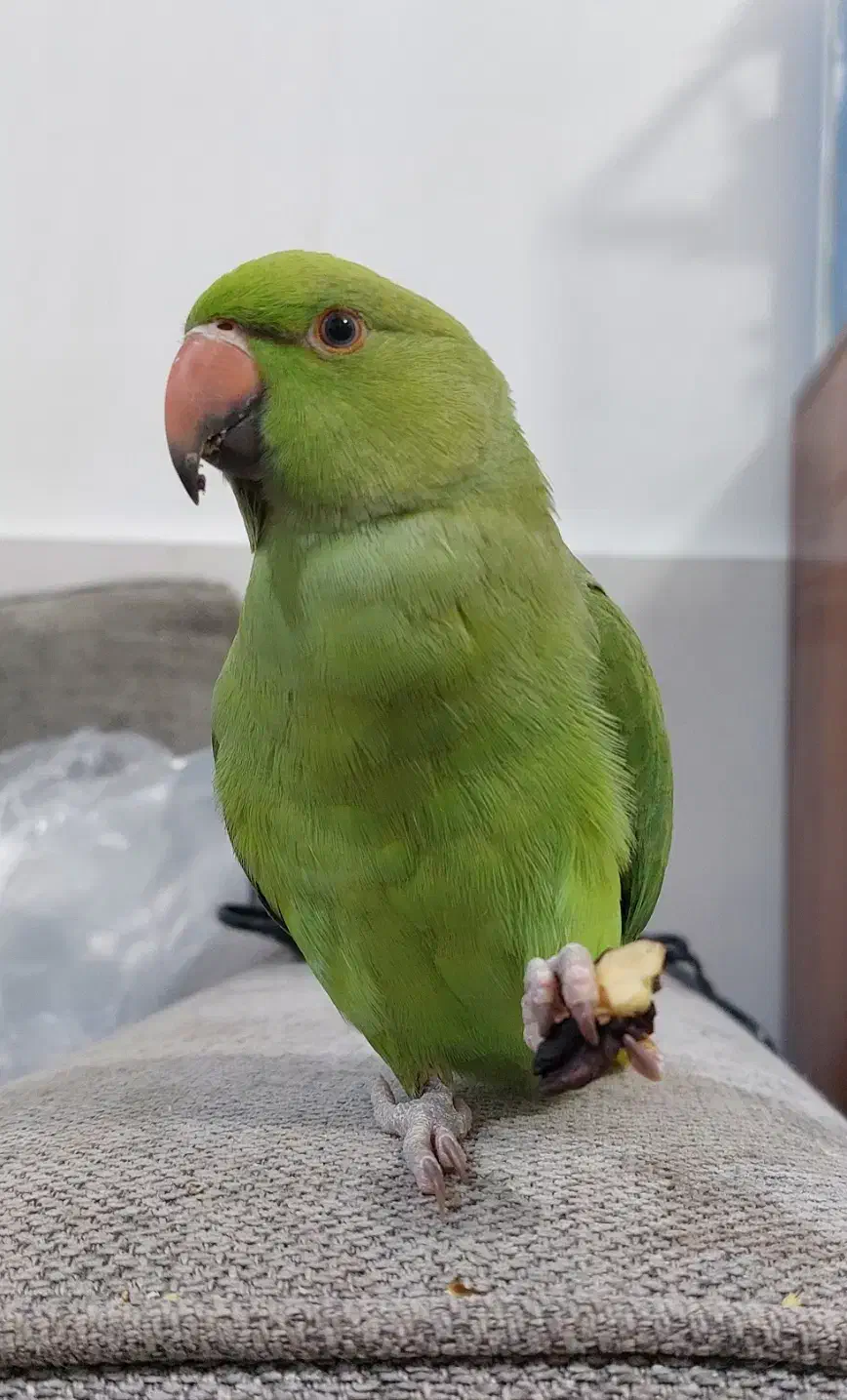 طوطی ملنگو رام و دستی|پرنده|خرمشهر, |دیوار