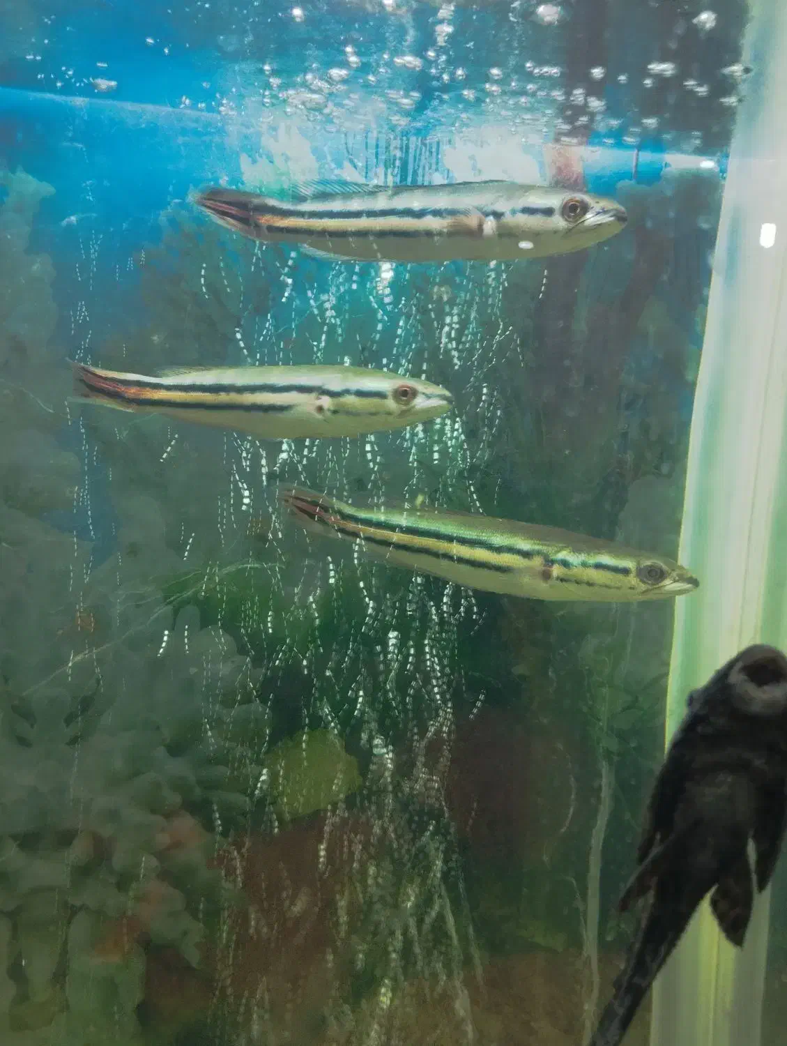 ماهی گوشتخوار وارداتی|ماهی|رباط‌کریم, رباط‌کریم|دیوار