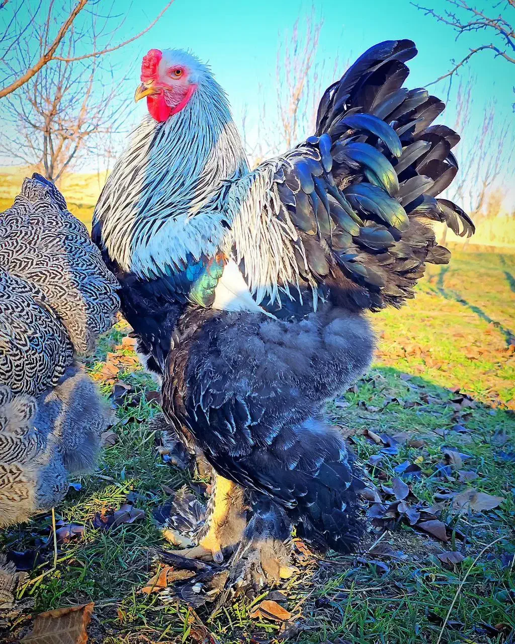 فروش نیمچه برهما دارک|حیوانات مزرعه|قائمشهر, |دیوار