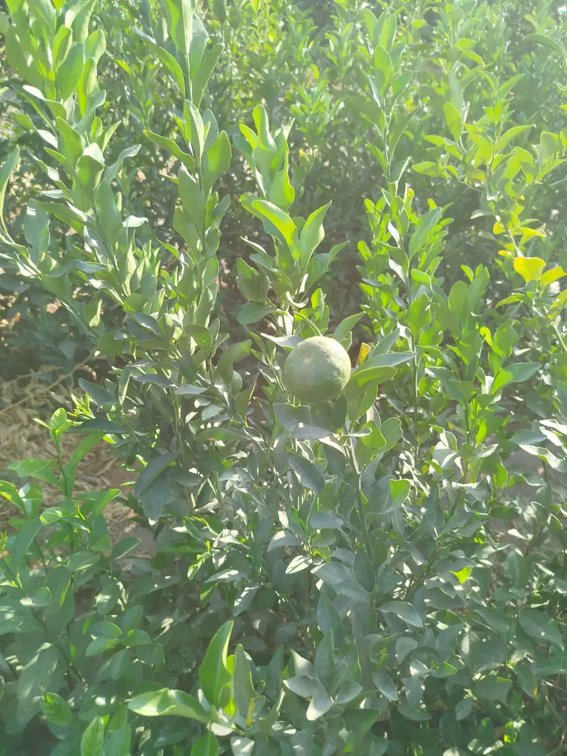 نهال مرکبات جنوب|عمدهفروشی|میبد, |دیوار