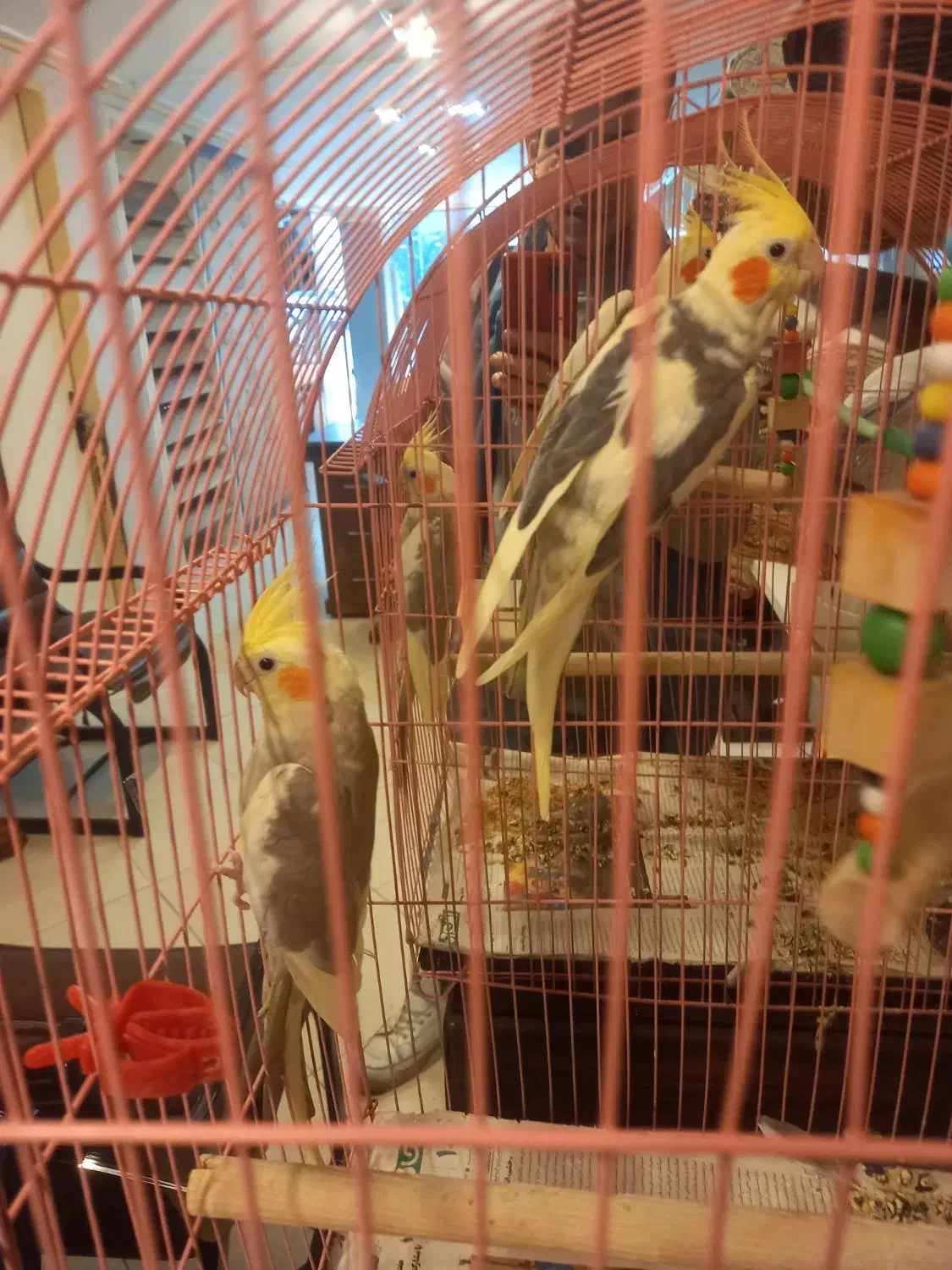 یک جفت عروس (گل باقلی)|پرنده|رشت, دیلمان|دیوار