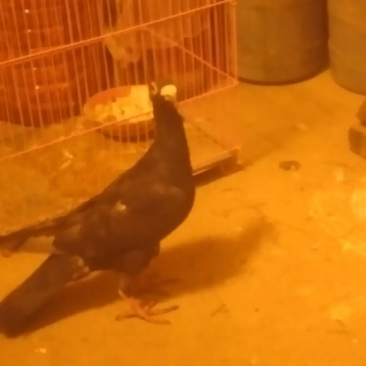 کبوتربغدادی|پرنده|نیشابور, دهنو|دیوار