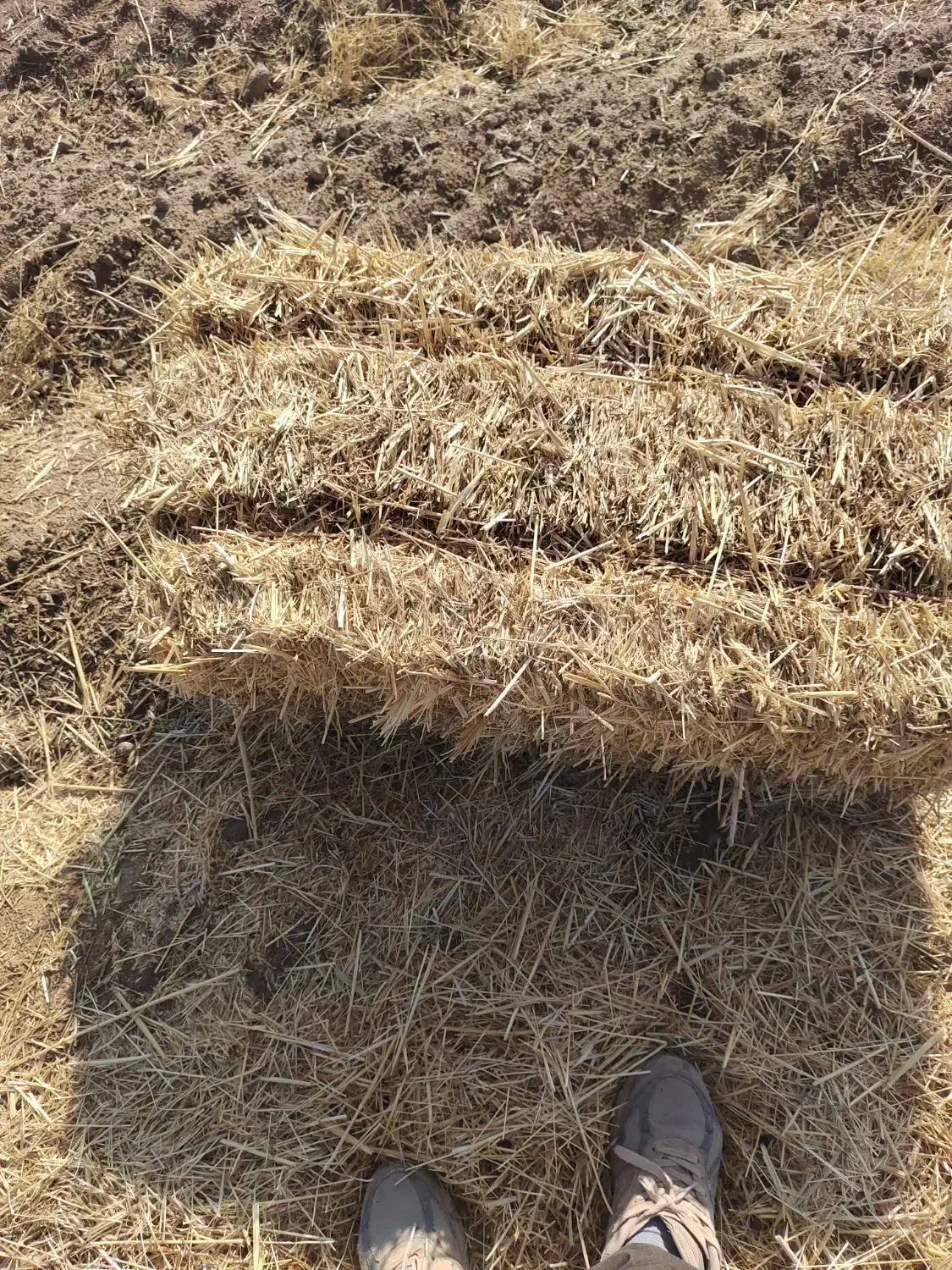 پرس گندم|حیوانات مزرعه|ملکآباد, |دیوار