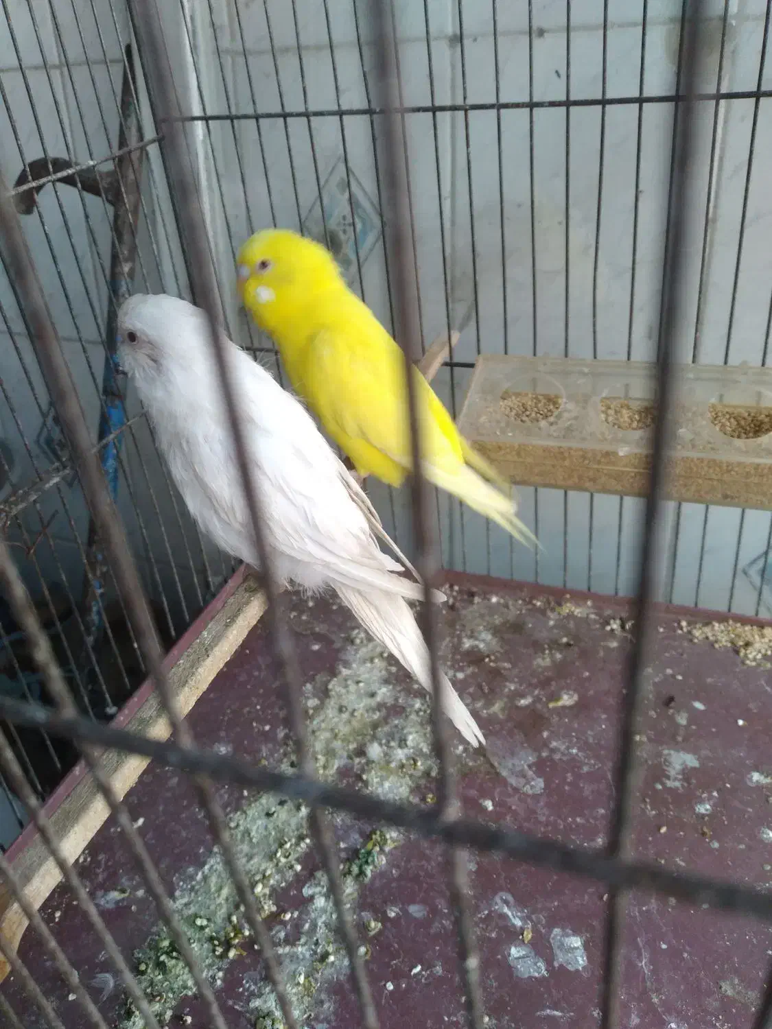 مرغ عشق هلندی|پرنده|مسجد سلیمان, |دیوار