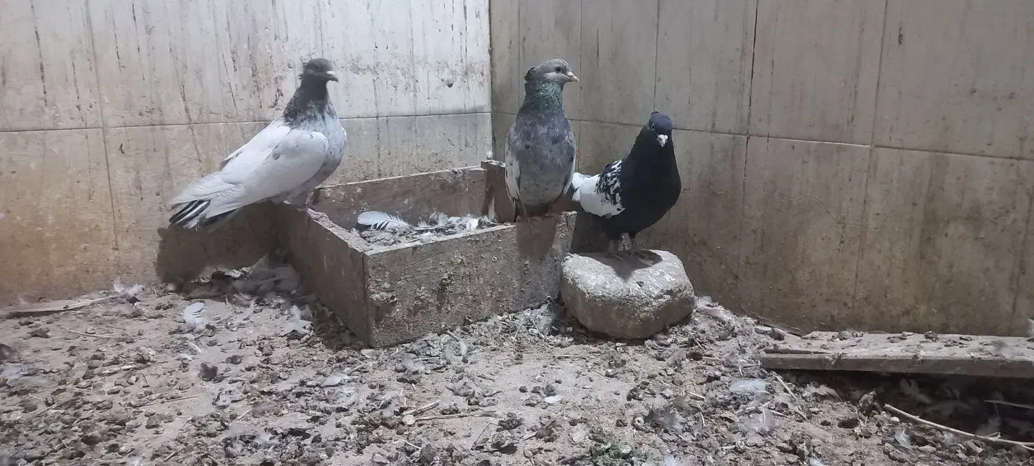 کبوتر سینه سار و سار دمسفید|پرنده|شیروان (خراسان), |دیوار