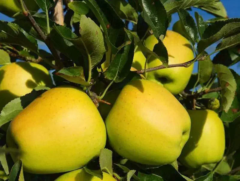 نهالستان گردو و ارقام متنوع میوه های پربار پالیز|خدمات باغبانی و درختکاری|لامرد, |دیوار
