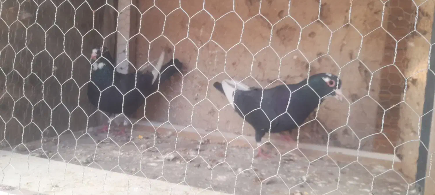 کفتر|پرنده|کرمان, |دیوار