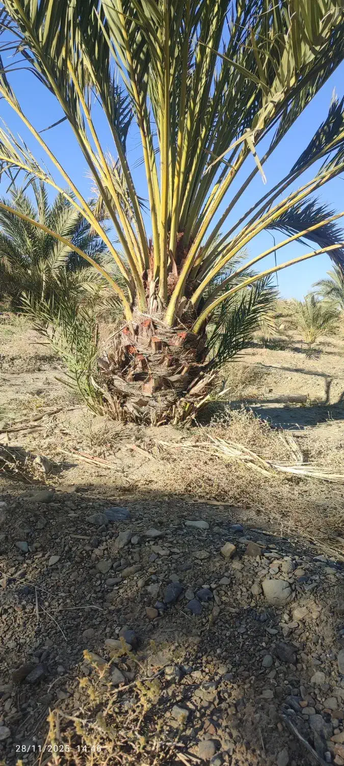 فروشنخلخرما|خدمات باغبانی و درختکاری|مهرستان, |دیوار