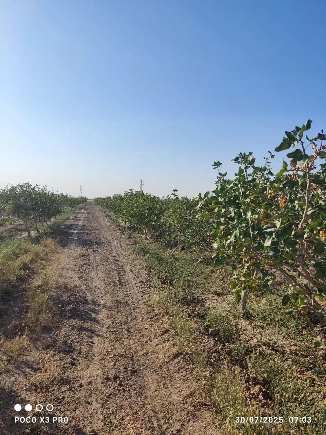 1هکتار باغ پسته نوع پیوند بادمی سفید|فروش دفتر صنعتی، کشاورزی، تجاری|نیشابور, مازول|دیوار