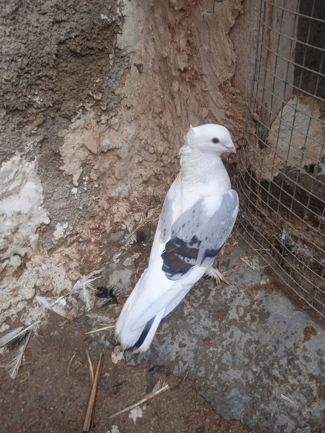 نرمست|پرنده|بندر گناوه, |دیوار