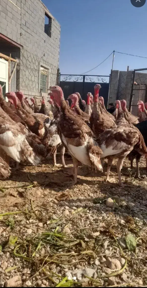 فروش بوقلمون جوان ۴تا۶کیلو|حیوانات مزرعه|بوکان, |دیوار