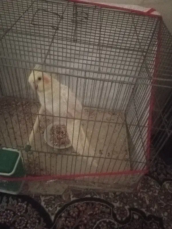 عروس هلندی بفروش میرسد|پرنده|بم, |دیوار