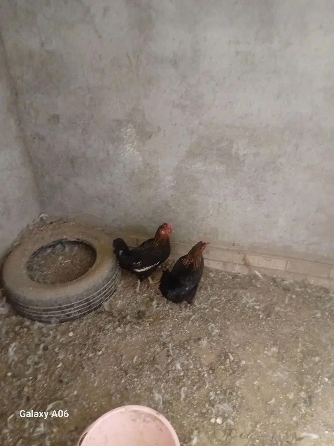 مرغ عربی|حیوانات مزرعه|اهواز, شهرک دانشگاه|دیوار