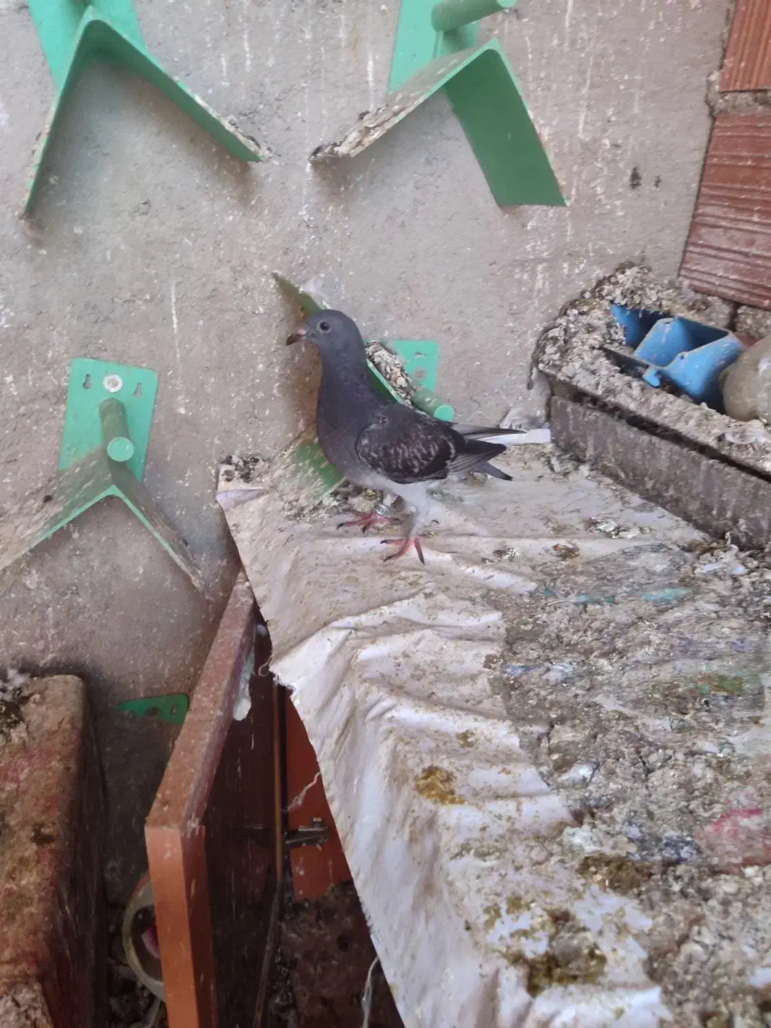 جوجه پلاکی|پرنده|مینودشت, |دیوار