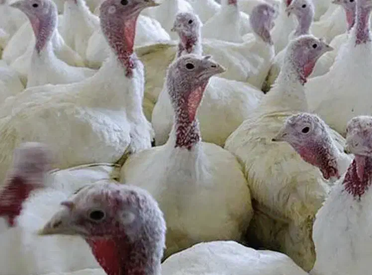 بوقلمون|حیوانات مزرعه|بیستون, |دیوار