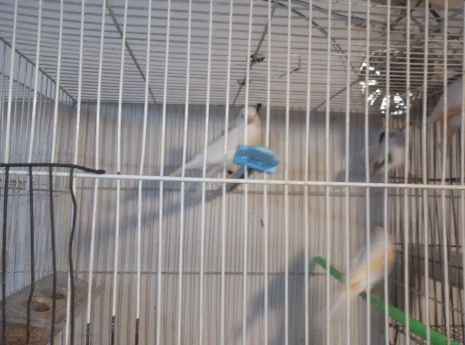 عروس  قناری|پرنده|مشهد, نیزه|دیوار