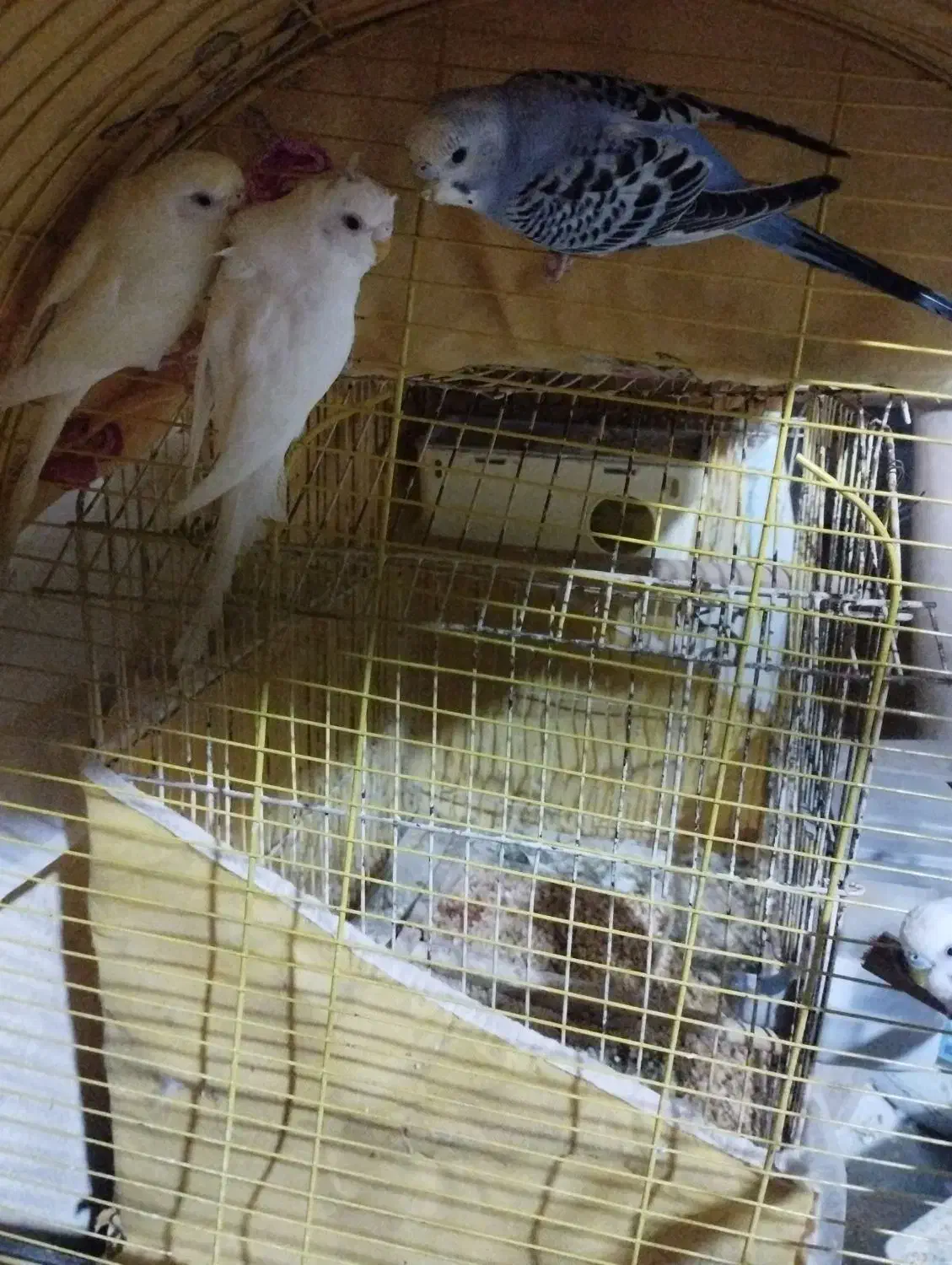 ۱۵۰۰تومان|پرنده|بندرعباس, |دیوار