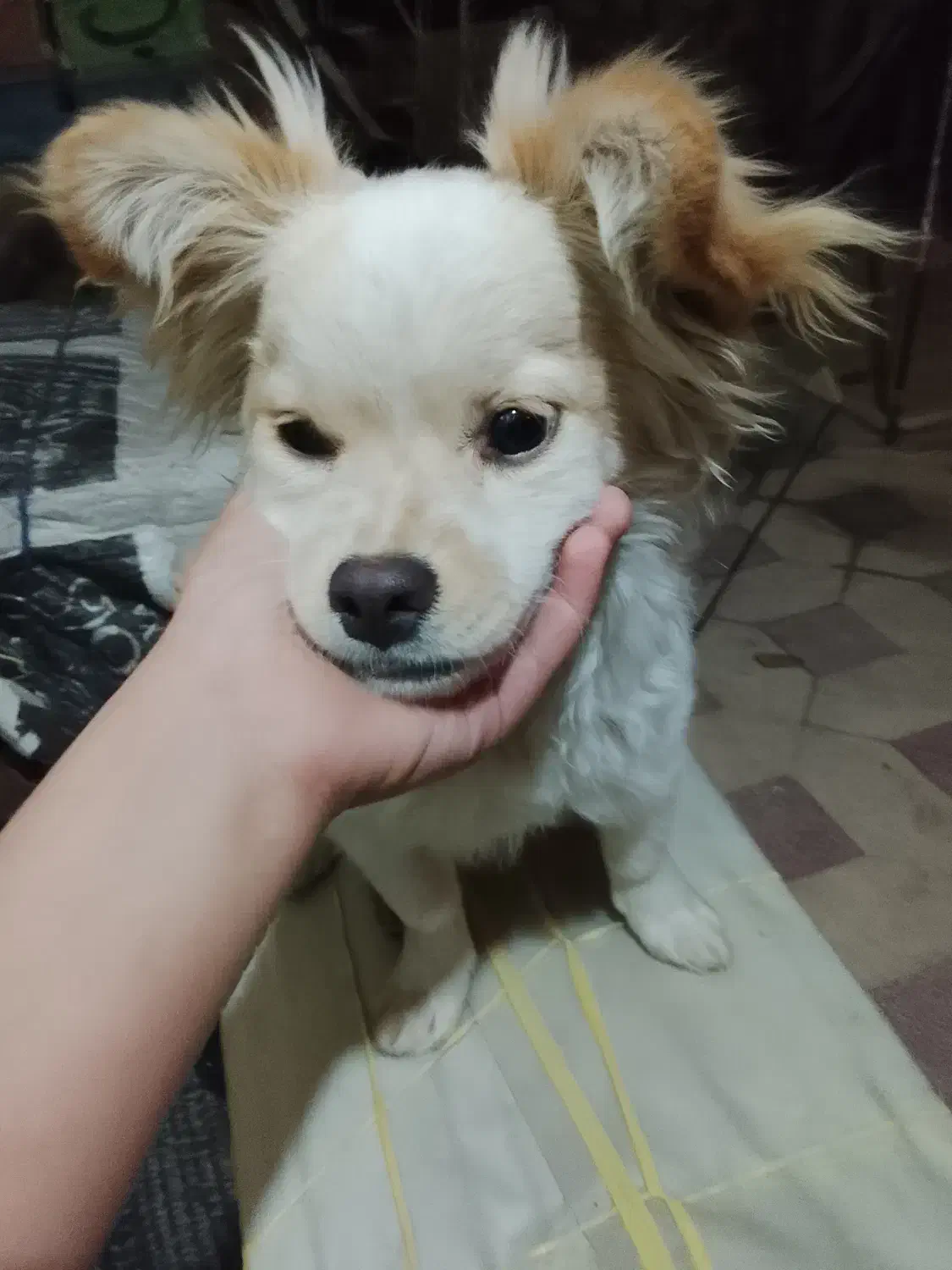 سگ اشپیتز|سگ|شیراز, درکی|دیوار