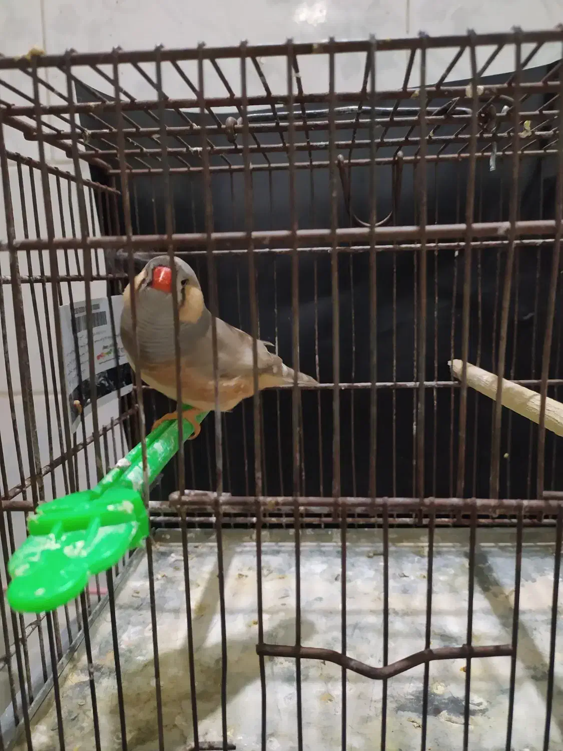 فنچ انگلیسی و پنگوئنی|پرنده|بندرعباس, |دیوار